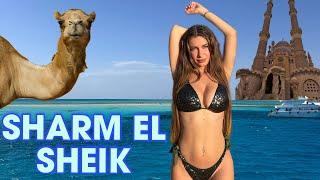VLOG SHARM EL SHEIK ️ avventure andate male e mc donalds egiziano