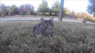 Stray Female gray cat that found in my neighborhood