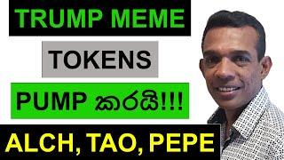 TRUMP MEME ටෝකන්ස් PUMP කරයි!!! | ALCH, TAO, AND PEPE