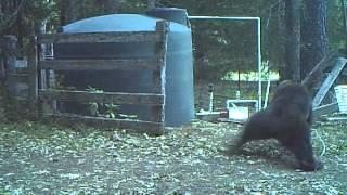 INSTANT KARMA bear gets hit in the nuts for messing with my water tank