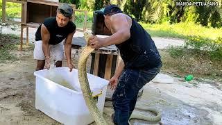 THE HANDS ARE ATTACKED BY THE GIANT MONSTER KING COBRA WHEN IT'S OUT | KING COBRA | SNAKE