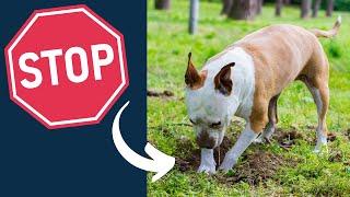 Stop Your Dog Digging in the Yard