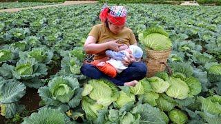 Building a plastic fence for chickens - Harvesting cabbage to sell at the market with my son