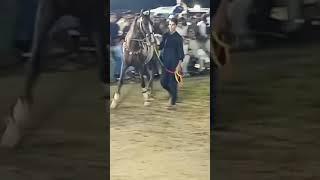 HORSE DANCING #horse #horselover #animal #animallover #animalvideos #viral #subscribe #supportme