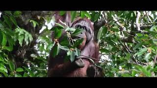 Apes of Borneo