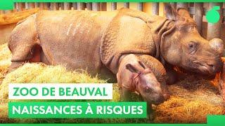 Des rhinocéros aux bébés tigres blancs du Zoo de Beauval