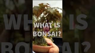 What is bonsai?