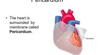 Anatomy for Bsc.N: Circu.System: Layers of Heart