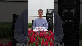 Выгонка тюльпанов к 8 марта #цветы #дача #бизнес #стройка #обзор #сад #сельскоехозяйство #тюльпаны