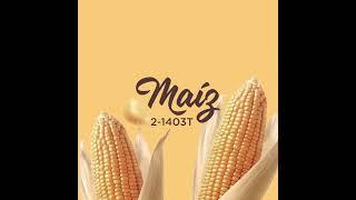 Maíz 2-1403T: El Color del Año 2025 por Berel