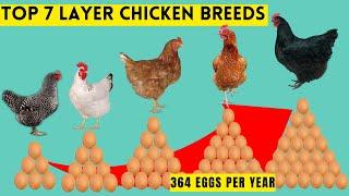 7 TOP BEST LAYER CHICKEN BREEDS THAT LAY UP TO 364 EGGS PER YEAR