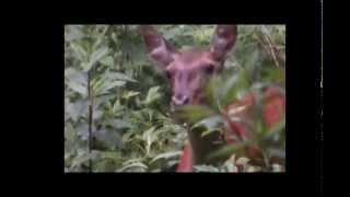 Jagd in Deutschland - DER JAGDFILM - SCHWARZWILD - ROTWILD - REHWILD - FUCHS