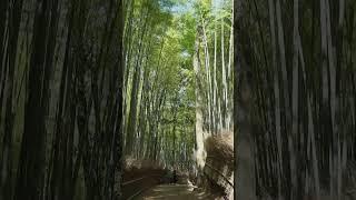 嵐山竹林の小径 Bamboo Forest Path Arashiyama #京都観光