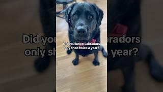 Moms complaining about fur even though Labradors only shed twice a year!