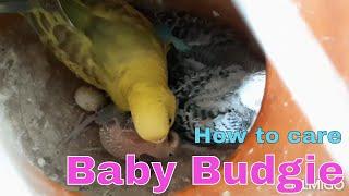 How To Care Pets Birds || Budgie Breeding || Baby Budgie Birds Care || Cleaning the bird cage