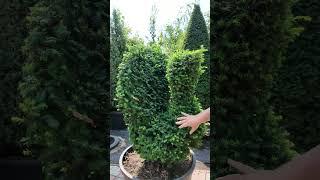 Тис ягідний Елегантіссіма Taxus baccata Elegantissima стрижений топіар у формі Птаха