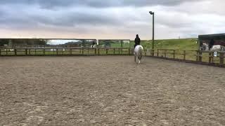 Fantastic 17hh Irish Sport Horse - Eventer/Showjumper