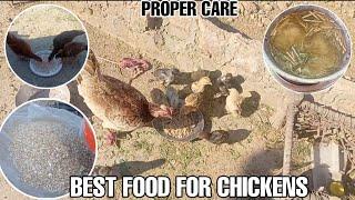Best Food For Chickens and Proper care for chickens| Daily Chickens Care Routine| House Poultry|