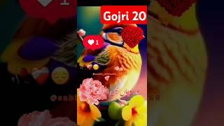 gojri 20 #gojri #duet #dogrifolksong #gojrimusic #gojrisong #answer #song #eidmubarak #islamicholi