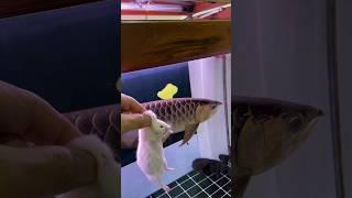 little mouse vs golden Arowana.  #arowanafish #goldenarowana #watch #fishtank