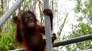 Baby Orangutan Primate  #ChuckyandJosh