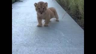 the littlest roar