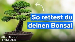 Bonsai-Experte verrät: Mit diesen Tricks wächst euer Bonsai schneller und bleibt gesund