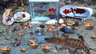 Find colorful fish in the sea, conch hermit crabs, sea slugs, sea fish, sharks, seahorses