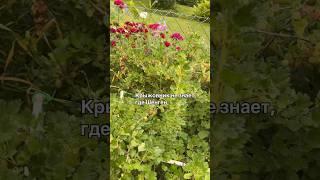 Крыжовник не знает, где Шенген