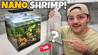 I Bought a TANK for Colorful SHRIMP!!