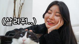 웃긴 고양이 쇼츠 몰아보기 | 고양이산책