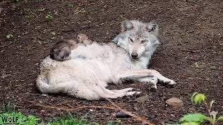 For a wolf pup, the comfiest bed is your big sister 