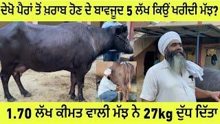 Gurwali Dairy Farm Amritsar Top Murrah Buffaloes/ਪਸ਼ੂ ਪਾਲਕਾਂ ਲਈ ਕੰਮ ਦੀਆ ਗੱਲਾਂ #beanttulewal #dairy