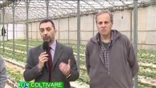 Coltivare insieme 3 -  La coltivazione dello zucchino fuori terra in struttura protetta