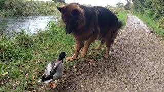 Just a duck playing with a dog...