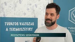 Ellenálló szúnyogok - vizsgálták a kémiai gyérítés hatását Pécsen