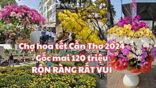 RỘN RÀNG Chợ hoa tết Cần Thơ 2024: Cây bông giấy 120 triệu, Giá cúc đại đóa, GỐC MAI VÀNG 120 TRIỆU