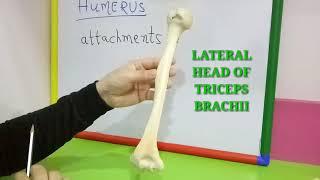 HUMERUS - ATTACHMENTS BY DR MITESH DAVE