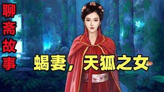 聊齋故事合集：蠍妻，天狐之女