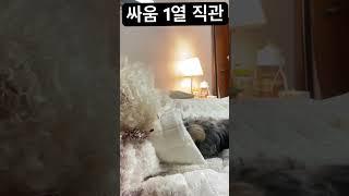 싸움 1열 직관 #강아지#아기강아지#비숑#강아지영상#강아지일상#말티즈#몰키#요크셔테리어#다둥견