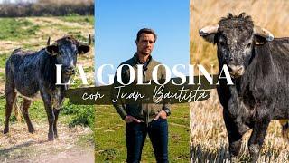 TOROS | GANADERIA LA GOLOSINA  los "La Quinta" de Juan Bautista