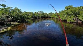 Fishing shallow Creeks in Charlotte Harbor