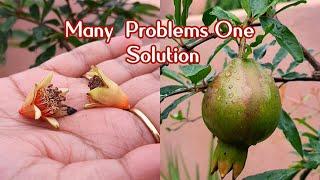 Pomegranate fruiting tips and care || Fertilizing || Monsoon Care