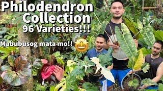 MY PHILODENDRON COLLECTION | PHILODENDRON COLLECTION UPDATE |GARDEN TOUR