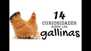 14 Curiosidades sobre las gallinas