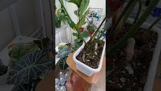 А у вас какие неубиваемые растения погибли? Делитесь в комментариях  #цветы #plants #сад