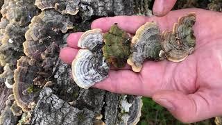 Paul finds Turkey Tail (Trametes versicolor)