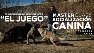 El problema de no entender "el juego" en perros. Masterclass Socialización Canina 01.