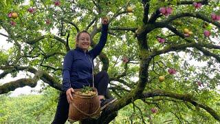 Harvesting a 70-year-old plum garden in the high mountains and selling the fruit at the market
