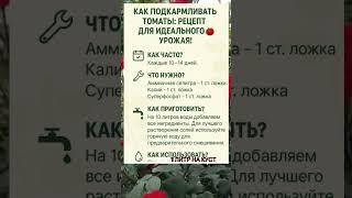 КАК ПОДКАРМЛИВАТЬ ТОМАТЫ: РЕЦЕПТ ДЛЯ ИДЕАЛЬНОГО УРОЖАЯ!